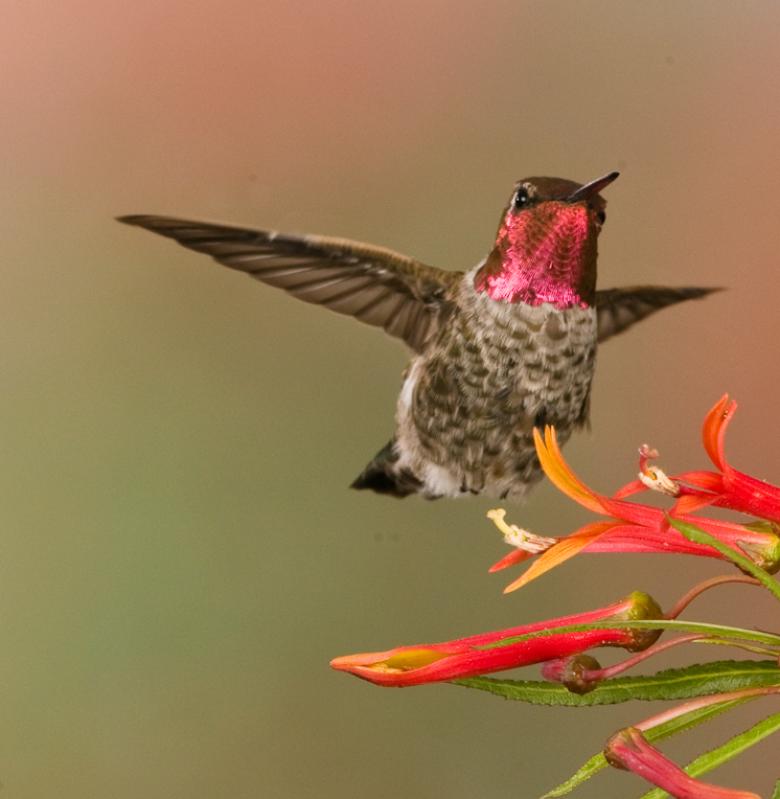 Alpine Hummingbirds-2910 - UNTITLED ©2009 Dan Stevenson